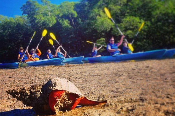 mangrove-tunnels-mudflats-kayak-tour-local-biologist-guides