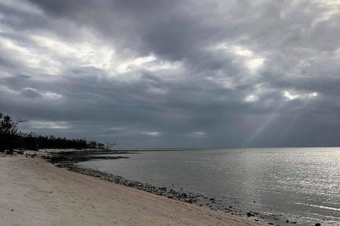 marco-island-2-hour-dolphin-birding-and-shelling-tour