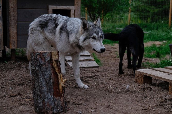 meet-taivas-the-arctic-wolves-private-tour