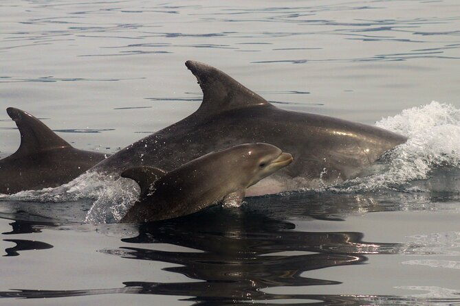 meet-the-lisbon-dolphins-dolphin-watching-in-lisbon