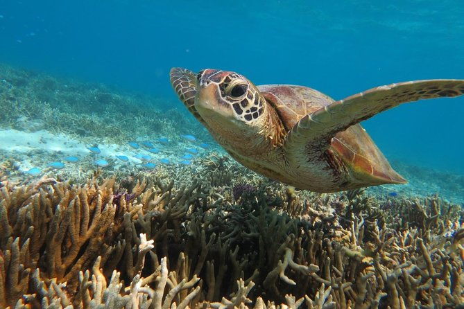 miyakojima-snorkel-private-tour-from-2-people-go-to-meet-cute-sea-turtle