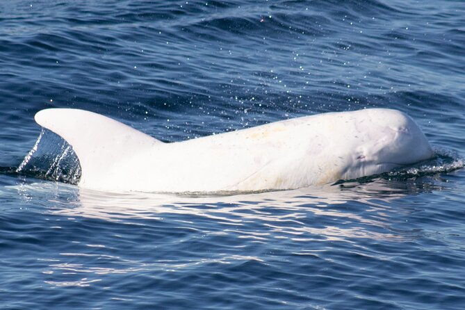 monterey-whale-watching-tour