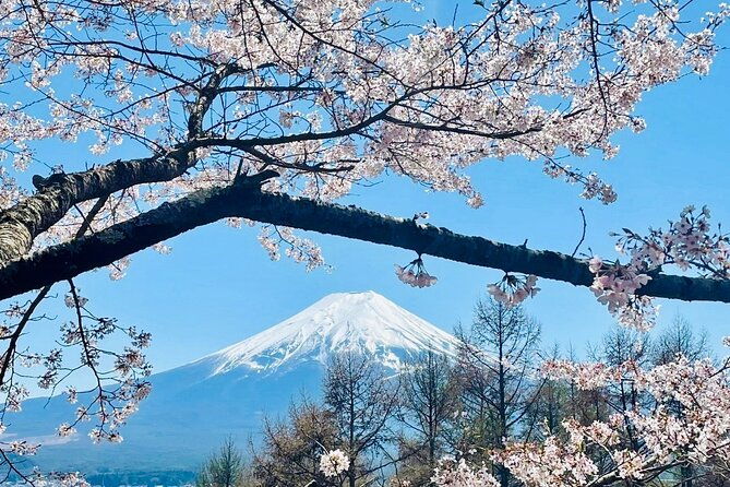 mt-fuji-cherry-blossom-day-tour-with-english-speaking-driver