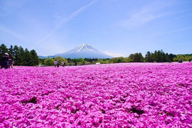 mt-fuji-shiba-sakura-festival-and-hoto-noodle-making