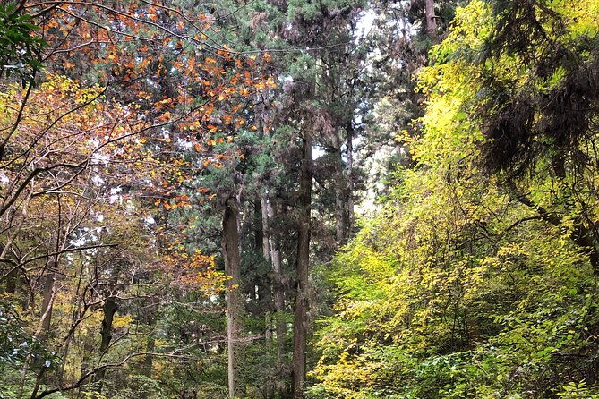 mt-takao-hiking-tour-with-licensed-guide
