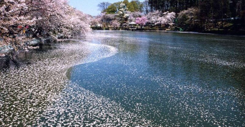 nagano-1-day-snow-monkey-cherry-blossom-tour-in-spring