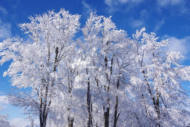 nagano-winter-special-tour-snow-monkey-and-snowshoe-hiking