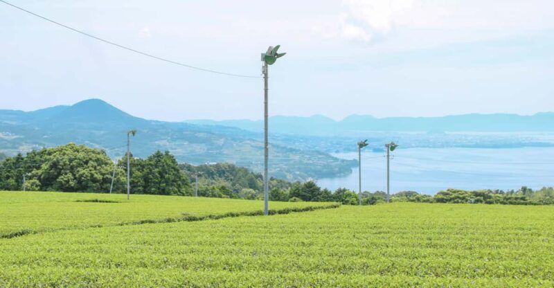 nagasaki-explore-japanese-teas-on-a-tea-tour