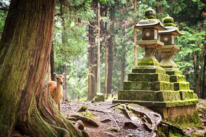 nara-1-5-hour-private-kasuga-taisha-shrine-tour-world-heritage