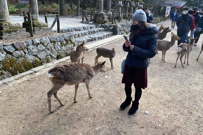 nara-6hr-private-tour-with-government-licensed-guide