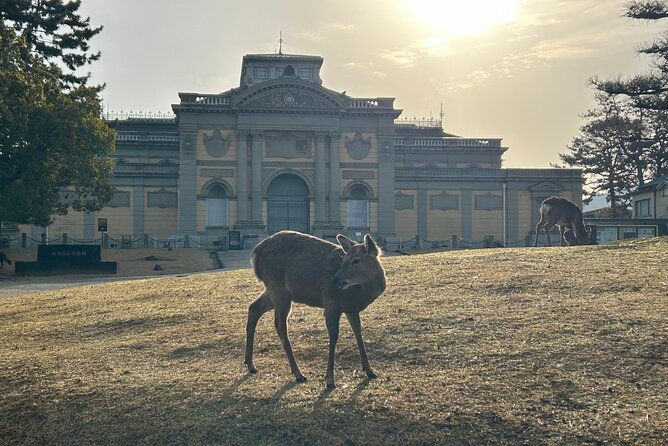 nara-early-bird-tour-kyoto-departure-option-available-2