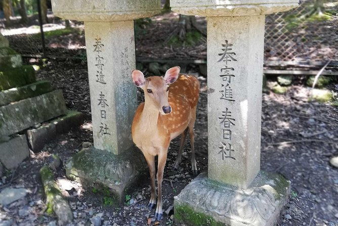 nara-half-day-trip-walking-tour