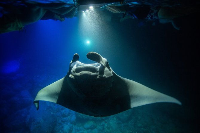 night-manta-ray-experience