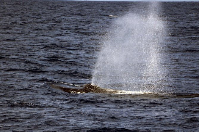 oahu-catamaran-cruise-snorkeling-wildlife-and-hawaiian-meal