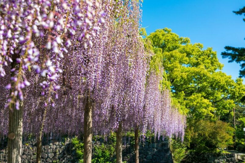 odawara-odawara-castle-tenshukaku-entrance-ticket