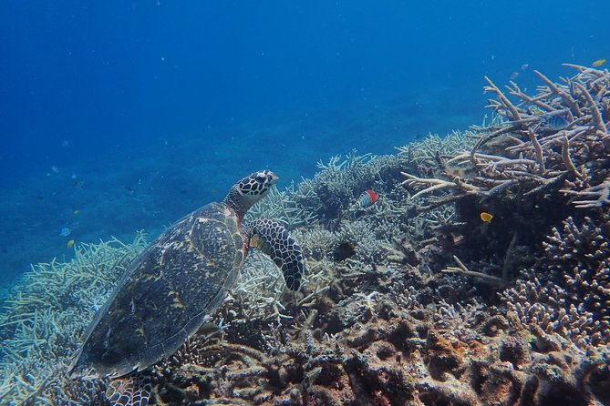 okinawa-iriomote-sup-or-canoe-and-barasu-island-snorkeling-tour