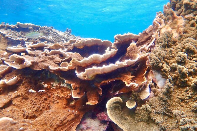 okinawa-miyako-natural-aquarium-tropical-snorkeling-with-colorful-fish