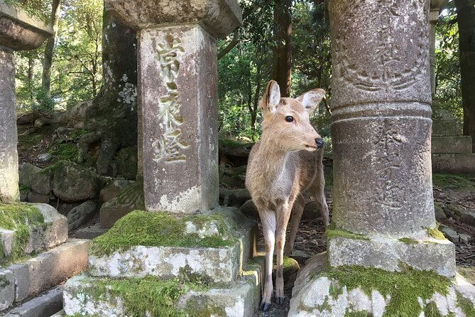 one-day-bleisure-private-tour-in-kansai