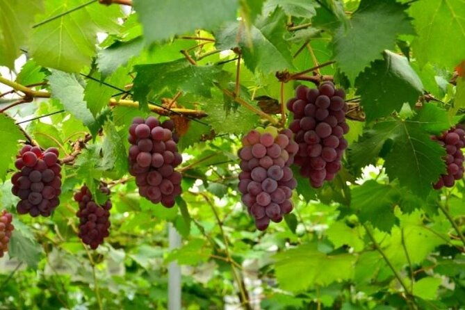one-day-tour-to-oishi-park-and-fruit-picking-in-mt-fuji-tokyo