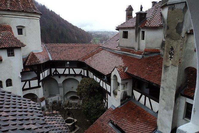 one-day-trip-bear-sanctuary-dracula-castle-rasnov-fortress-from-brasov