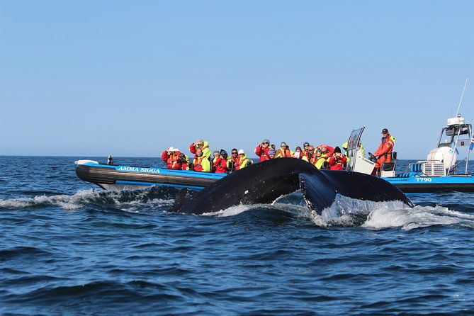original-big-whale-safari-and-puffins-rib-boat-tour-from-husavik