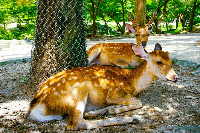 osaka-nara-in-1-day-by-private-van-with-local-japanese-guide