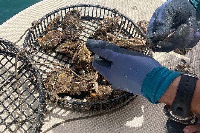 peljesac-wine-oysters-and-food-tour-from-dubrovnik