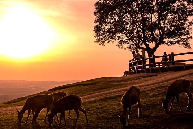 perfect-nara-park-half-day-bus-tour-with-english-speaking-guide