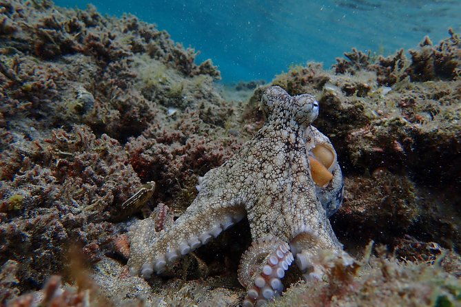 porto-santo-snorkeling-tour