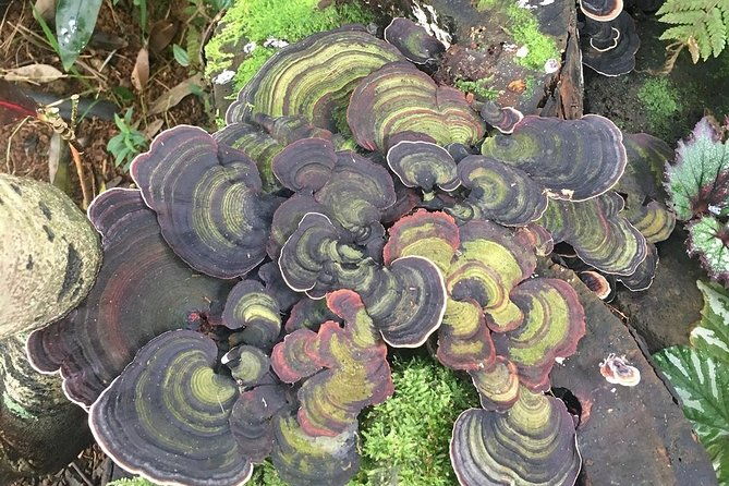 princeville-botanical-gardens-tour-and-chocolate-tasting-ticket
