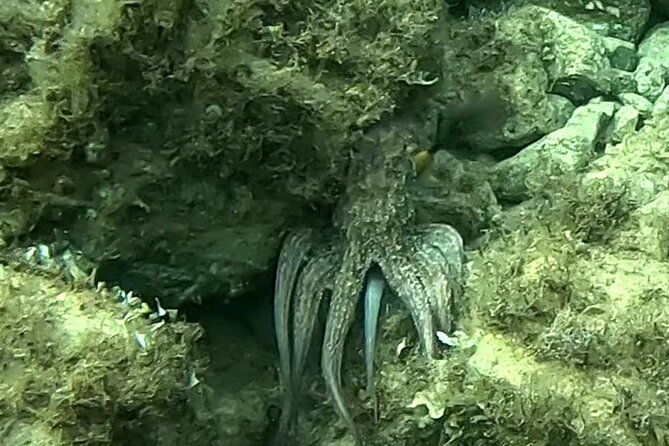 private-1-hour-guided-snorkeling-adventure-with-go-pro-pictures