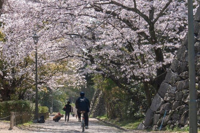 private-and-unique-fukuoka-cherry-blossom-sakura-experience