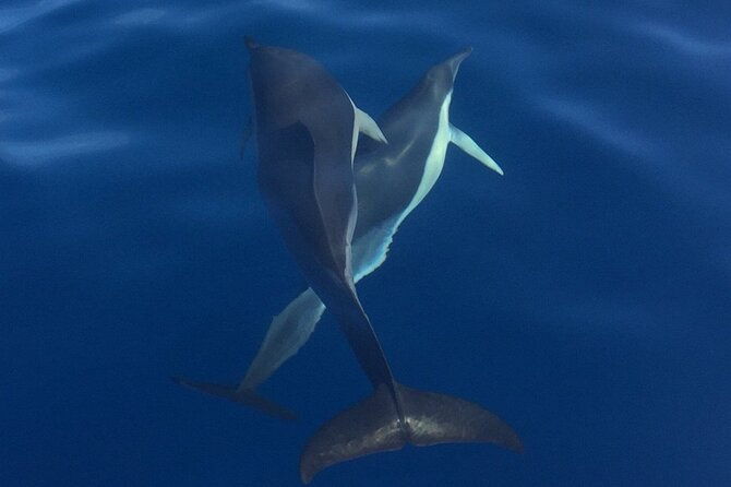 private-dolphin-and-whale-watching-tour-in-madeira