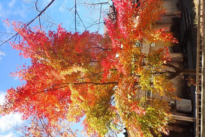 private-group-morning-cycling-tour-in-hida-furukawa