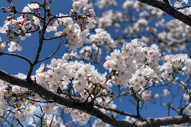 private-hiroshima-and-miyajima-tour-with-local