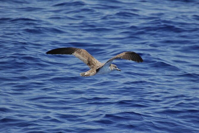 private-marine-life-spotting-dolphin-watching-ecomarine-malta
