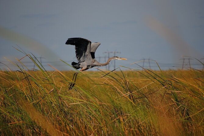 private-tour-florida-everglades-airboat-ride-and-wildlife-adventure