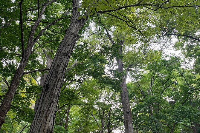 private-tour-in-sapporo-with-japanese-tea-ceremony