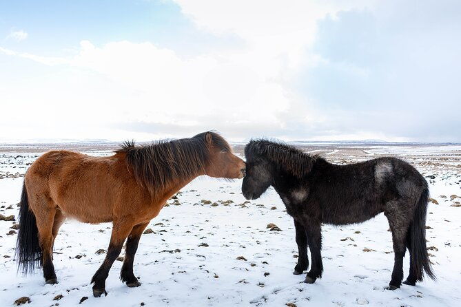 private-tour-of-the-golden-circle-with-farm-visits-in-iceland
