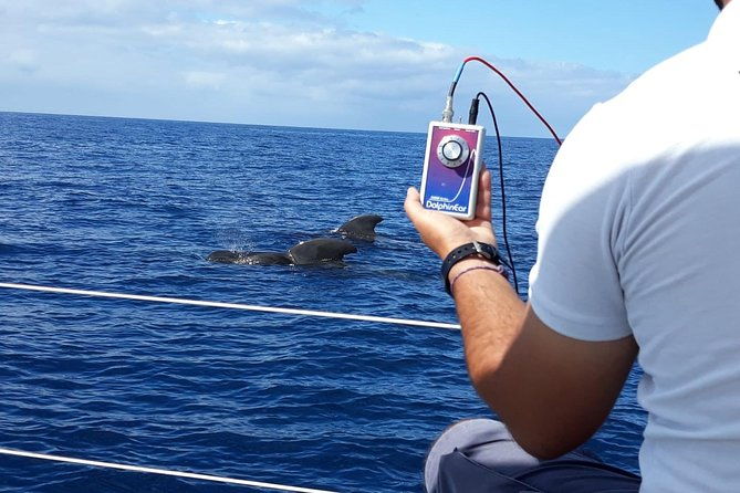 private-yacht-tour-with-whale-and-dolphin-watching-33-foot-boat