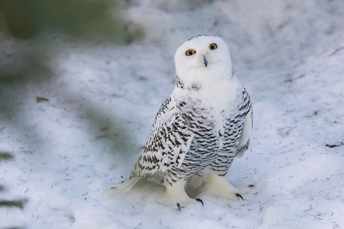 ranua-zoo-family-tour-from-rovaniemi