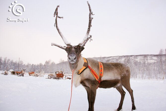 reindeer-safari-in-arctic-wilderness