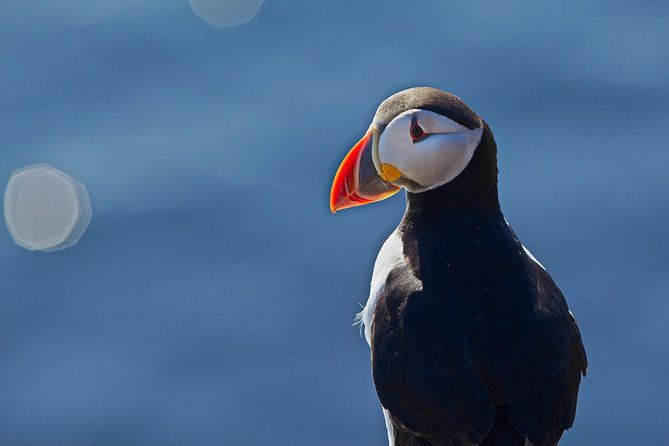 reykjavik-shore-excursion-puffin-sightseeing-cruise