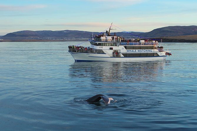 reykjavik-shore-excursion-whale-watching-cruise