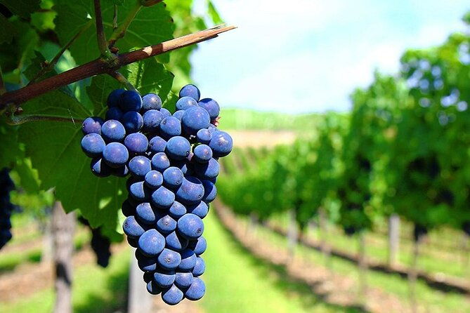 rhodes-wine-food-tour-10-meal-course-lunch-wine-tasting-cooking-class