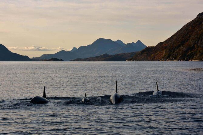 rib-sea-eagle-safari-trollfjord-cruise