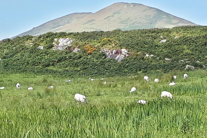 ring-of-kerry-private-day-tour