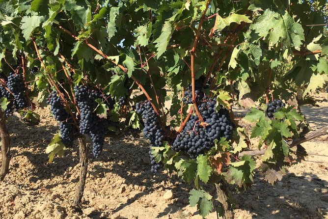 rioja-wine-tour-2-wineries-from-bilbao
