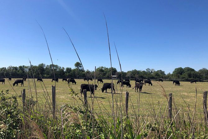 safari-4x4-camargue-2-hours-saintes-maries-de-la-mer-private-tour