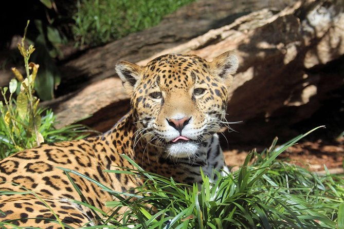 san-antonio-zoo-general-admission-ticket